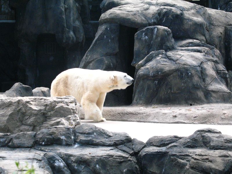 Polar bear