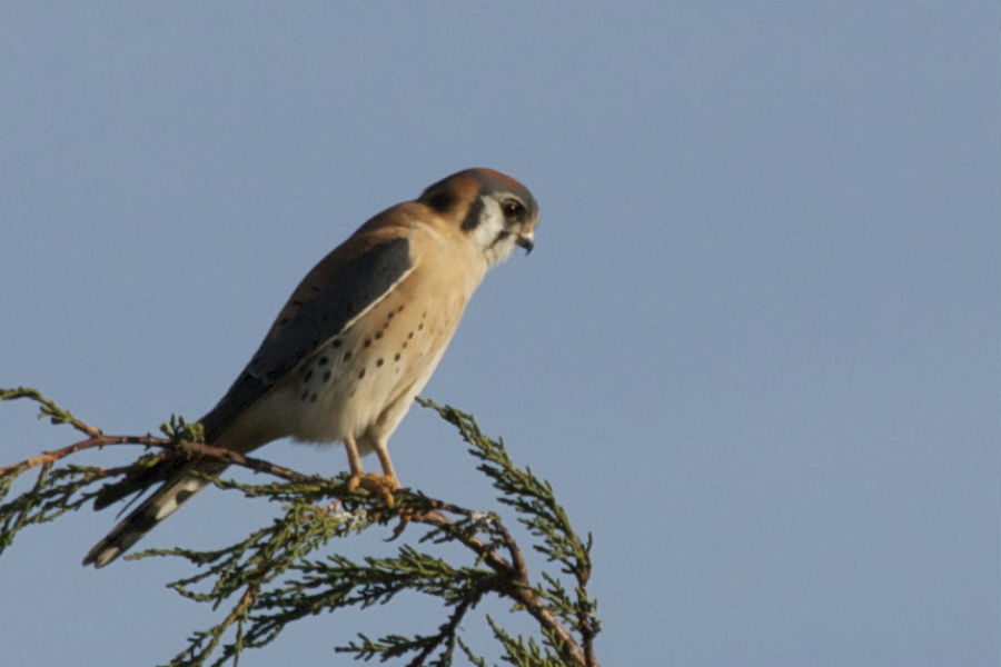 American Kestrel