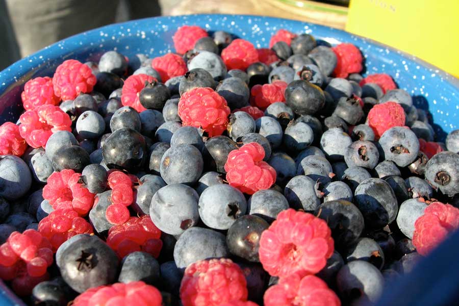 Some freshly picked berries