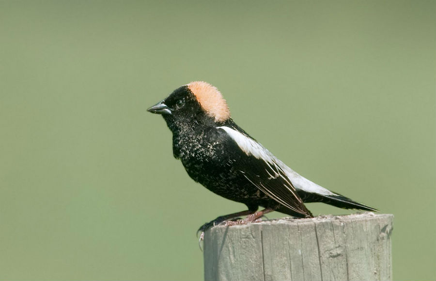 Bobolink