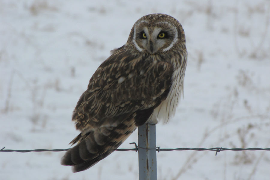 Short-eared owl